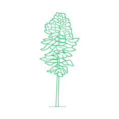 Plants False Hemlocks Japanese Douglas Fir Outline Svg File, Free Vectors File